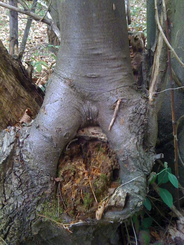 Tree Girl Porn - Tree nude or tree porn â€“ T i f f a n y R o b i n s o n
