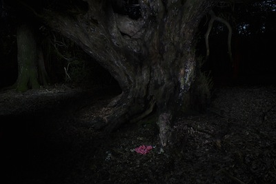 photograph of an ancient yew tree, parts of the scene are lit, a pair of red and white spotted knickers lay on the foreground